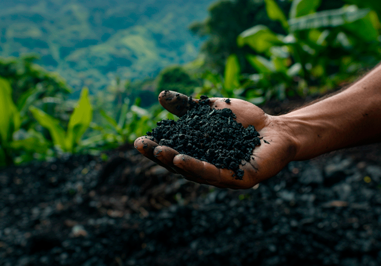 biochar